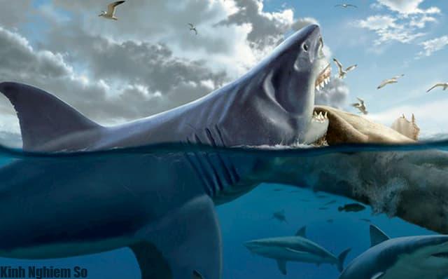 Cá mập Megalodon khổng lồ vẫn còn sống dưới đại dương hình 1 Cá mập khổng lồ