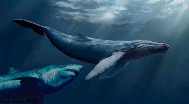 Cá mập Megalodon khổng lồ vẫn còn sống dưới đại dương hình 3 Cá mập Megalodon thời tiền sử