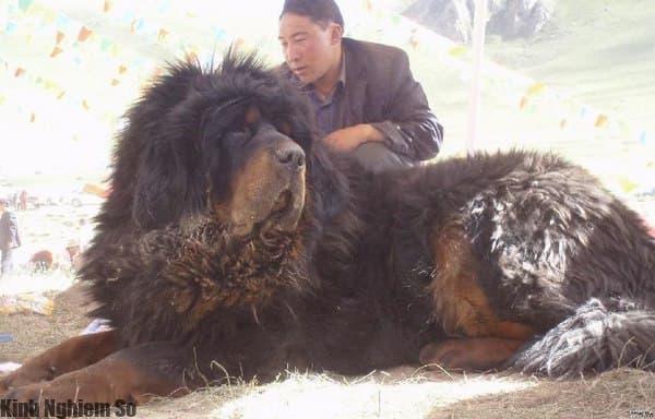 Chó Ngao Tây Tạng trung thành