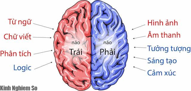 Tim hieu nao trai nao phai Não trái hay não phải thông minh hơn