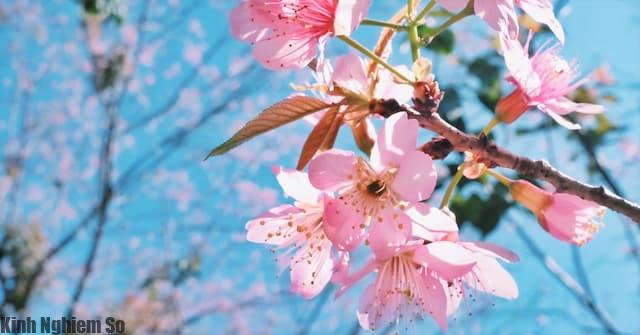 Hoa anh đào Nhật Bản Hoa anh đào