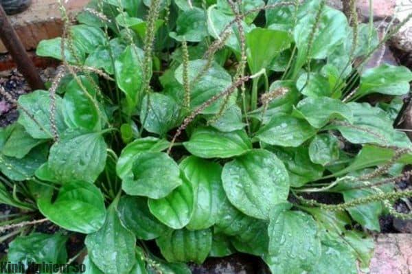 Cây mã đề rất tốt trong việc điều trị bỏng