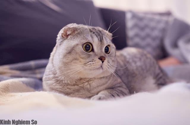Mèo tai cụp, đôi tai lúc nào cũng cụp sát đầu