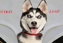 Giả trân là gì? Bộ sưu tập sinh động về giả trân!