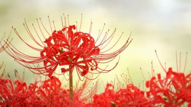 Hoa bỉ ngạn đỏ